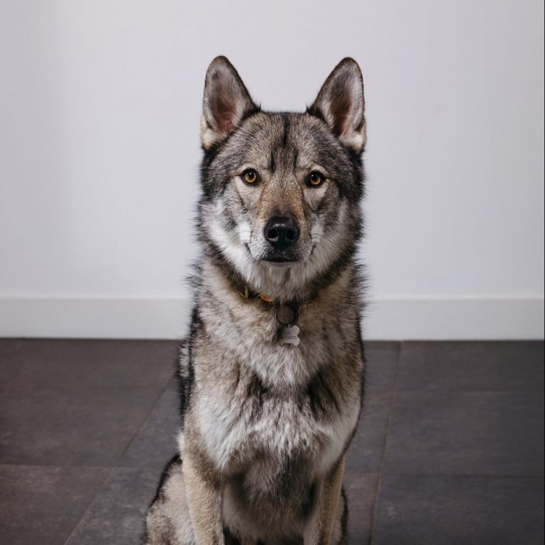 Koda